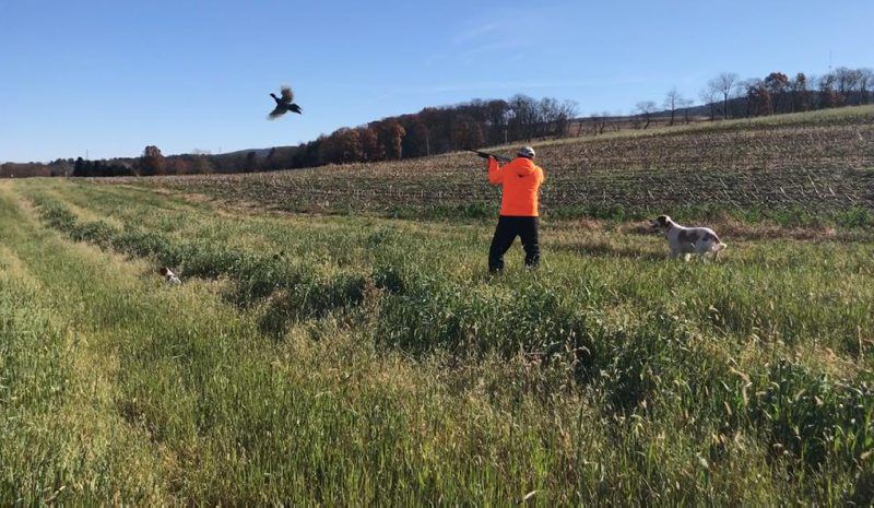 pheasant-2.jpg